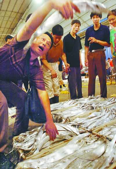透骨新鮮第一網魚上市，漁貨市場迎來旺季